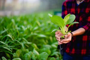 Enhancing Food Security