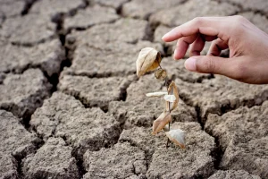 Mitigating the Effects of Drought