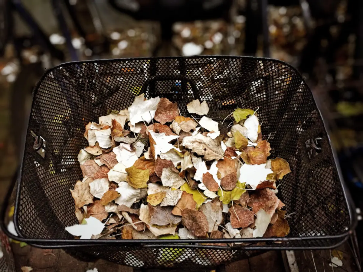 Benefits of Organic Waste Management in Schools