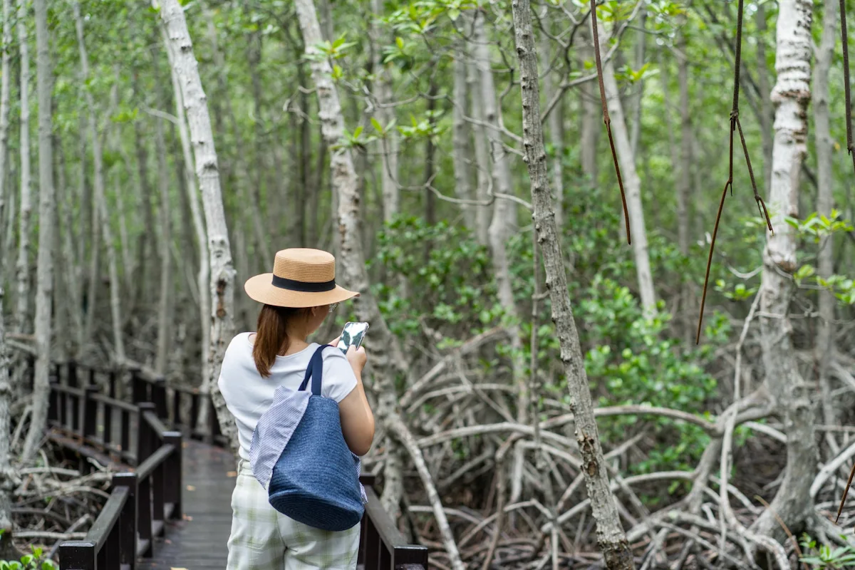 Various Advantages of Mangrove Forests for Humans and the Environment
