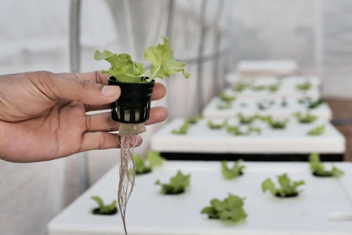 Hydroponic Tools for Beginners