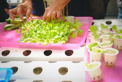 Used Goods You Can Use for Hydroponic