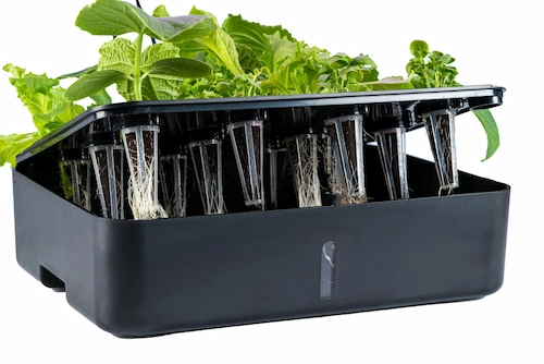 How the Wick System in Hydroponics Works