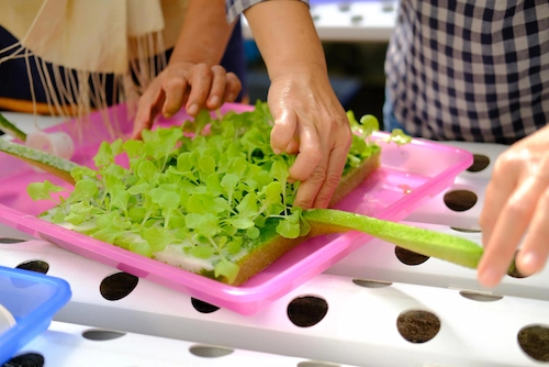 How to Grow Hydroponic Plants for Beginners