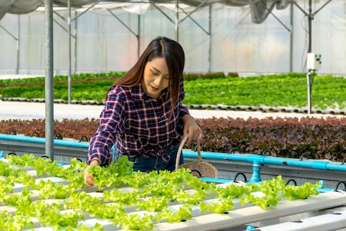 Perbedaan Aquaponik dan Hidroponik