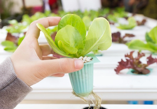 Hydroponic Tips for Beginners