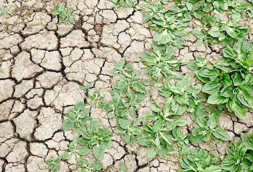 What Are the Impacts of Soil Pollution