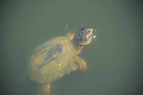 Endangers Marine Life