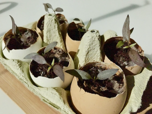 Seed Storage Container