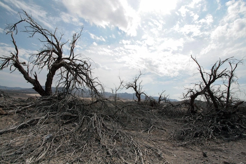The Effects of Acid Rains on the Environment