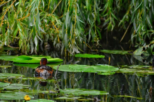 How to Protect Ecosystems and the Environment