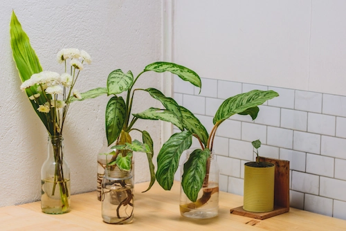 Ornamental Plants That Can Grow in Water