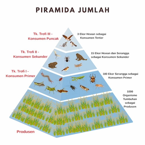 Piramida Jumlah